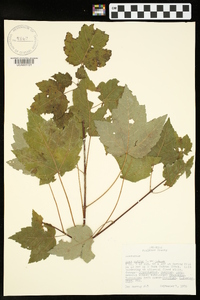 Acer rubrum var. rubrum image