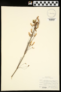 Acer rubrum var. rubrum image