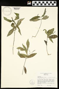 Justicia ovata var. lanceolata image