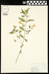 Ruellia pedunculata image