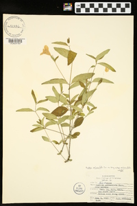 Ruellia pedunculata image