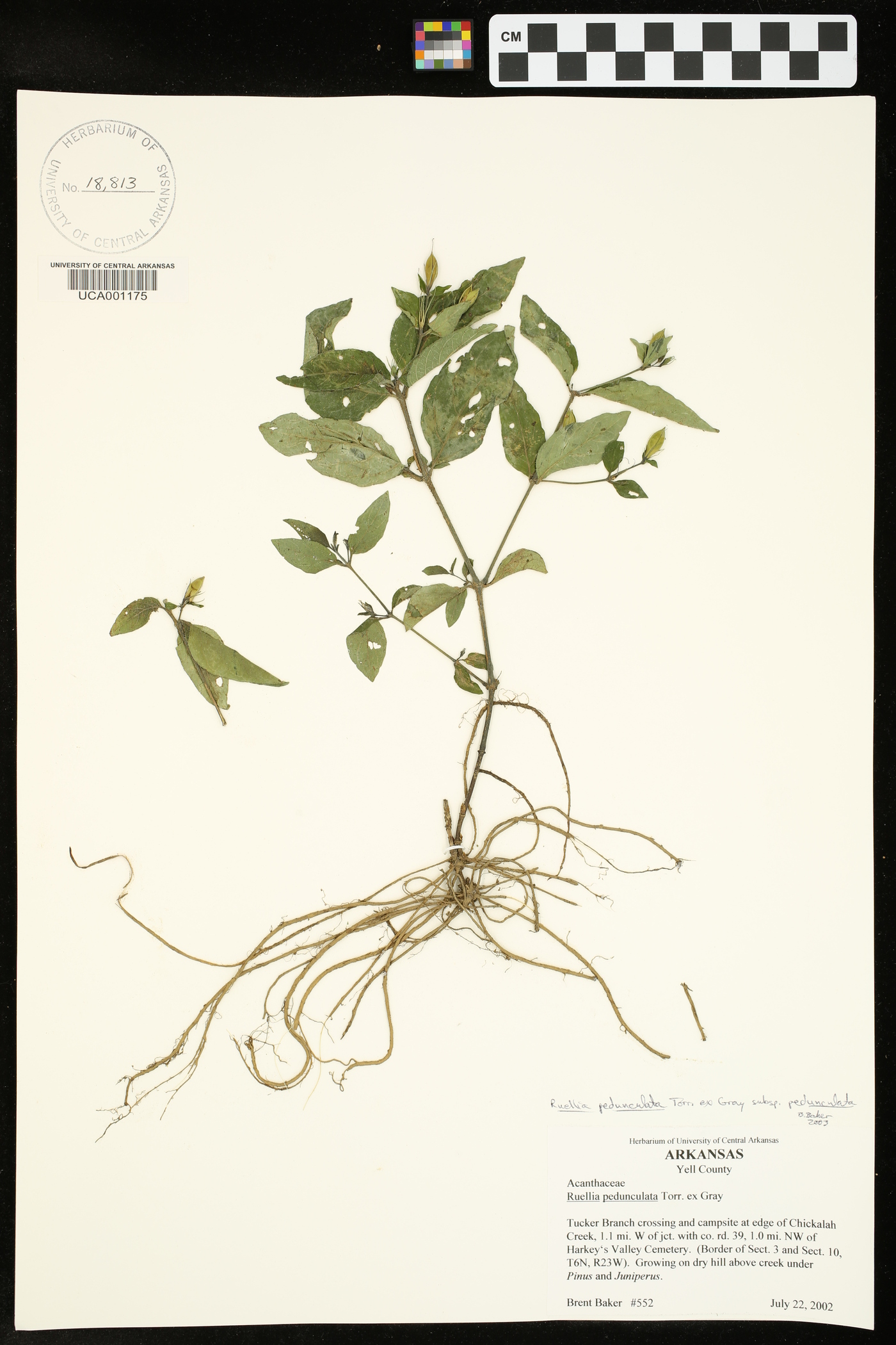 Ruellia pedunculata subsp. pedunculata image