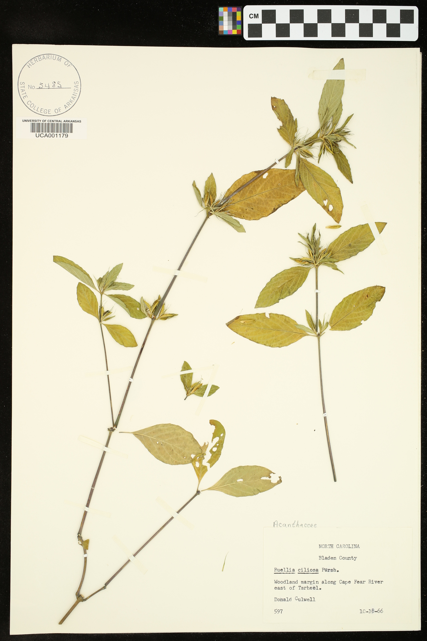 Ruellia caroliniensis subsp. ciliosa image