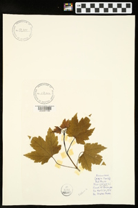 Acer rubrum var. rubrum image