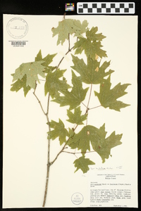 Acer barbatum image