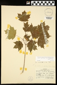 Acer saccharum var. leucoderme image