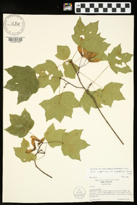 Acer saccharum var. leucoderme image