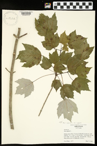 Acer rubrum var. rubrum image