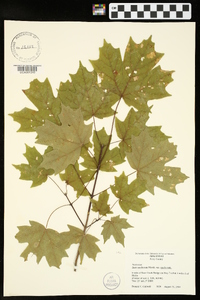 Acer saccharum var. saccharum image