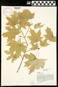 Acer saccharum var. saccharum image