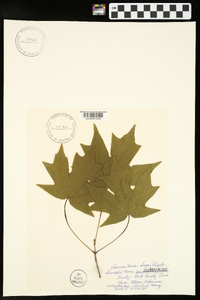 Acer saccharum var. saccharum image