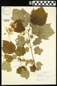 Acer spicatum image