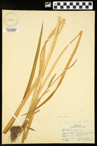 Acorus calamus image