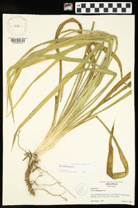 Yucca arkansana image