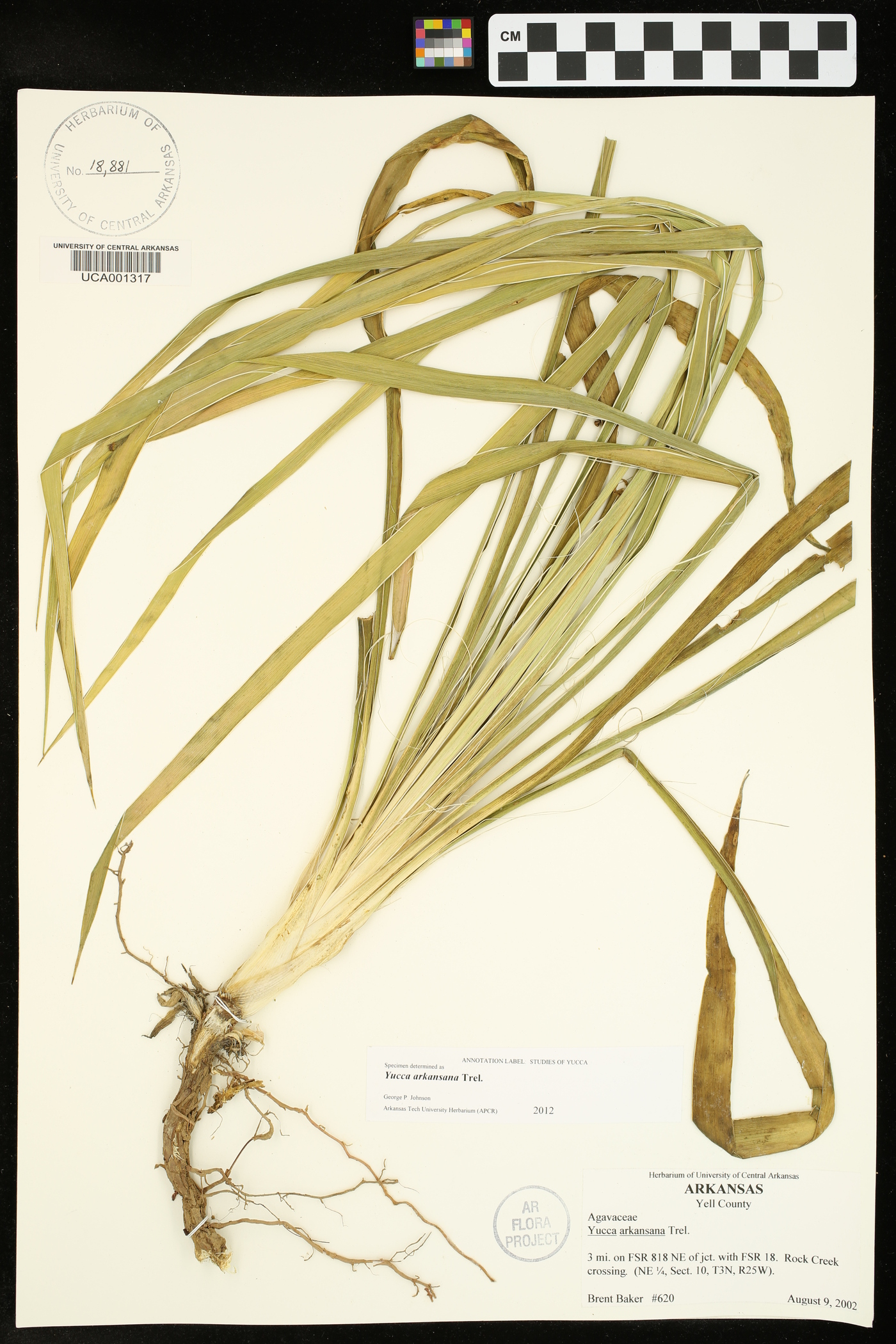 Yucca arkansana var. arkansana image