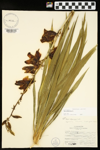 Yucca filamentosa image