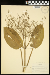 Alisma subcordatum image