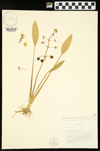 Sagittaria platyphylla image