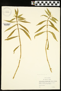 Alternanthera philoxeroides image