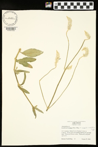 Froelichia floridana var. campestris image