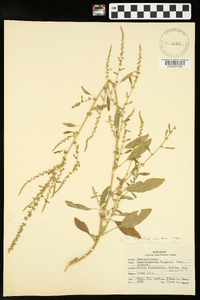 Amaranthus tuberculatus image