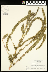 Amaranthus palmeri image