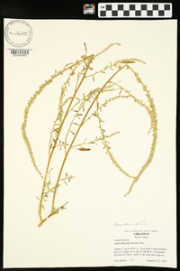 Amaranthus tuberculatus image