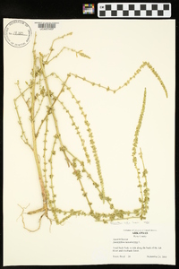 Amaranthus tuberculatus image