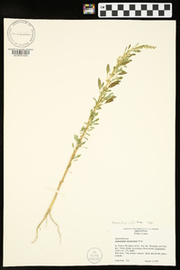 Amaranthus tuberculatus image