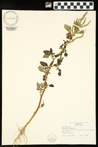 Amaranthus spinosus image