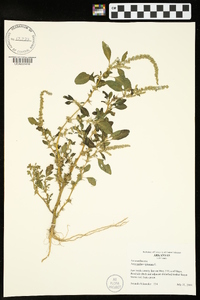 Amaranthus spinosus image