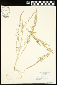 Amaranthus tuberculatus image