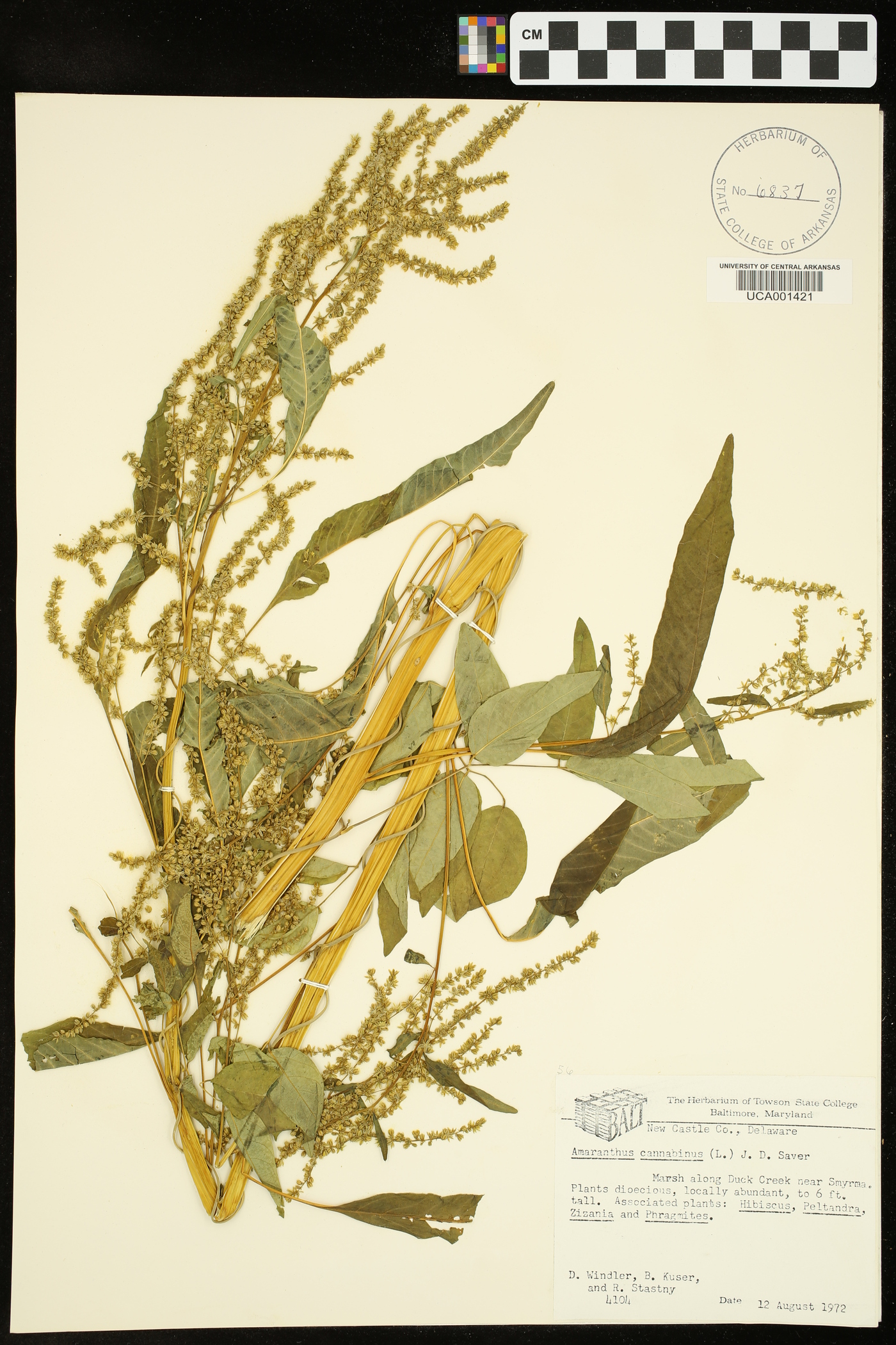 Amaranthus cannabinus image