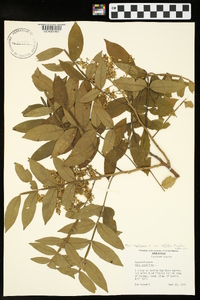 Rhus copallinum var. latifolia image