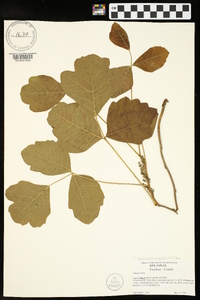 Toxicodendron pubescens image