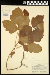 Toxicodendron pubescens image