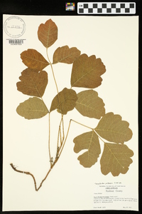 Toxicodendron pubescens image