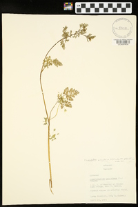 Chaerophyllum procumbens image