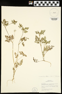 Chaerophyllum tainturieri var. tainturieri image