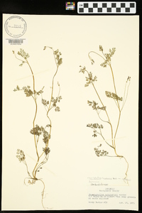 Chaerophyllum tainturieri var. tainturieri image