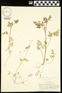 Chaerophyllum tainturieri var. tainturieri image