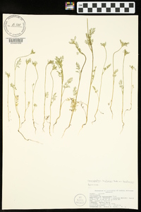 Chaerophyllum tainturieri var. tainturieri image