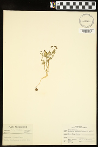 Erigenia bulbosa image