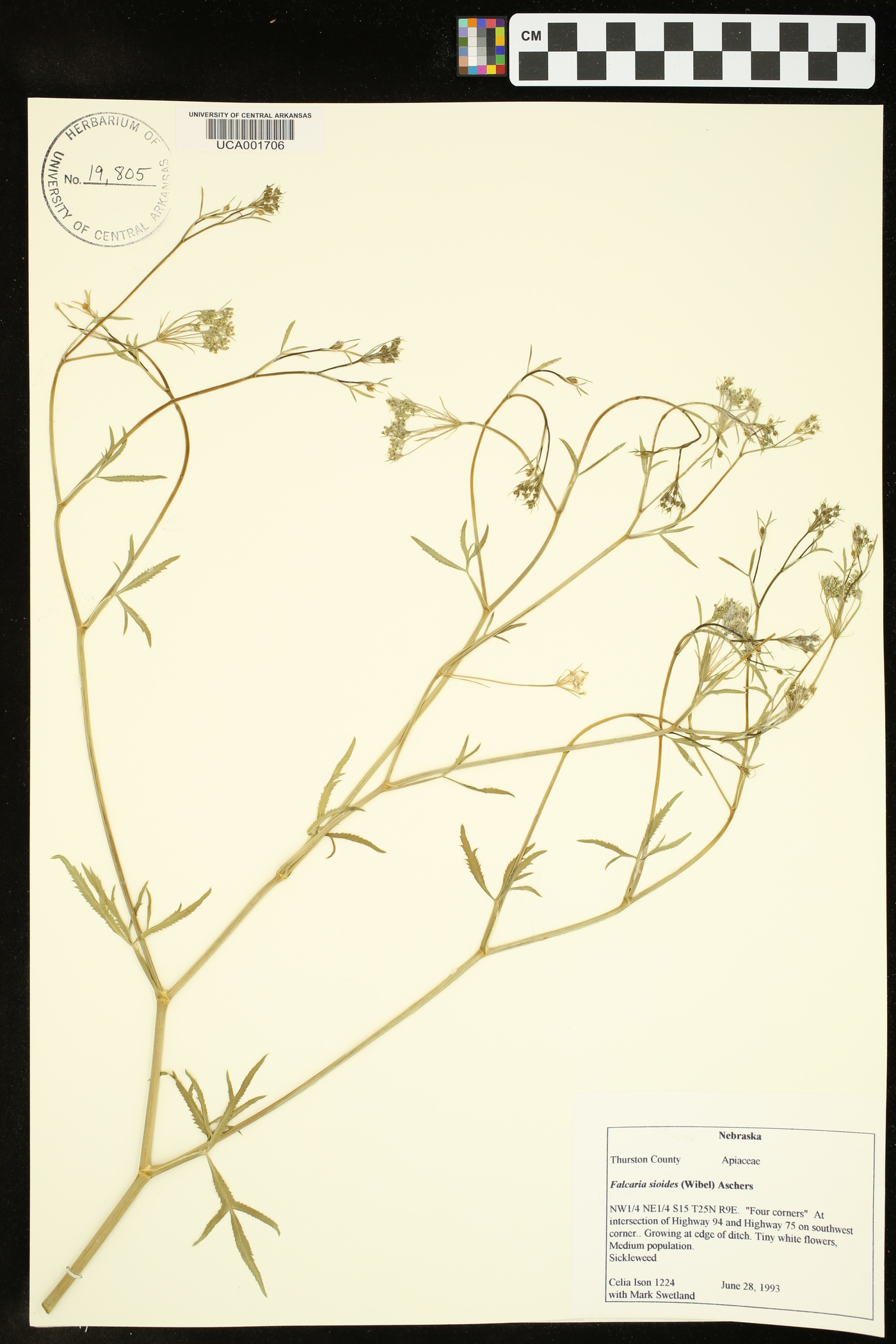 Falcaria sioides image