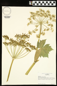 Heracleum maximum image