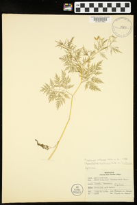 Trepocarpus aethusae image