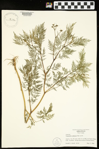 Trepocarpus aethusae image