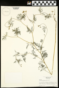 Trepocarpus aethusae image