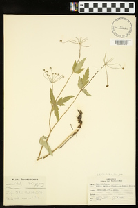 Zizia trifoliata image