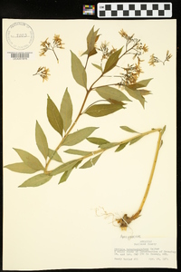 Amsonia tabernaemontana image